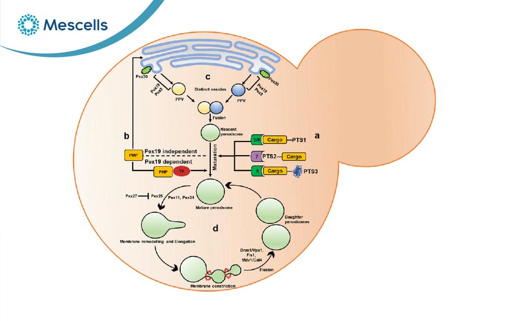 Peroxisome là gì-03