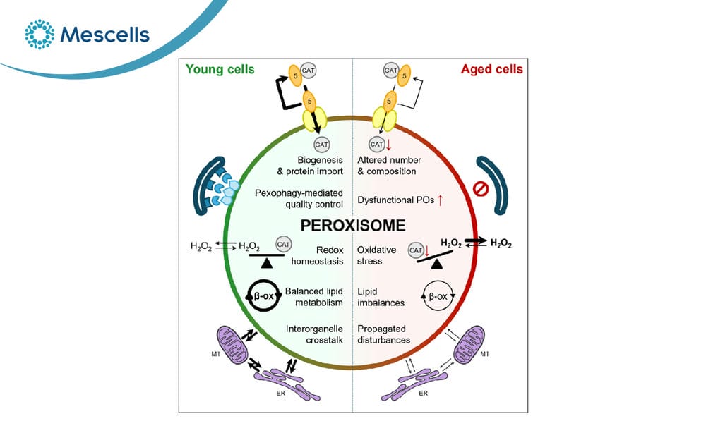 Peroxisome là gì-04
