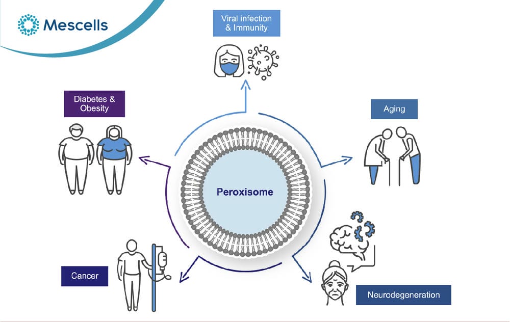 Peroxisome là gì-06