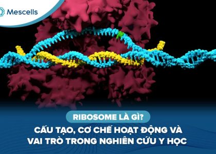 Ribosome là gì-01