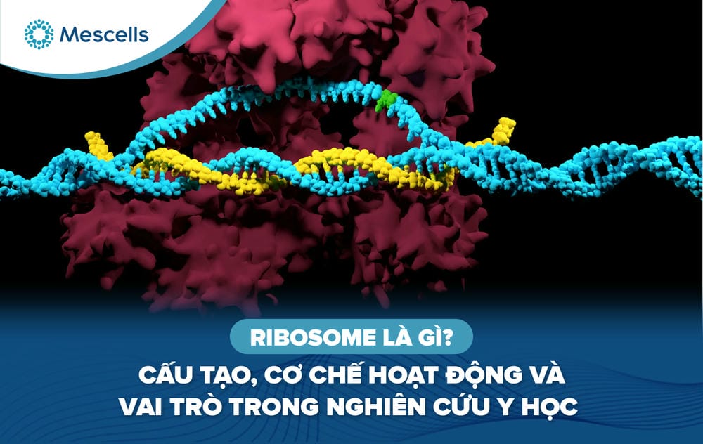 Ribosome là gì-01