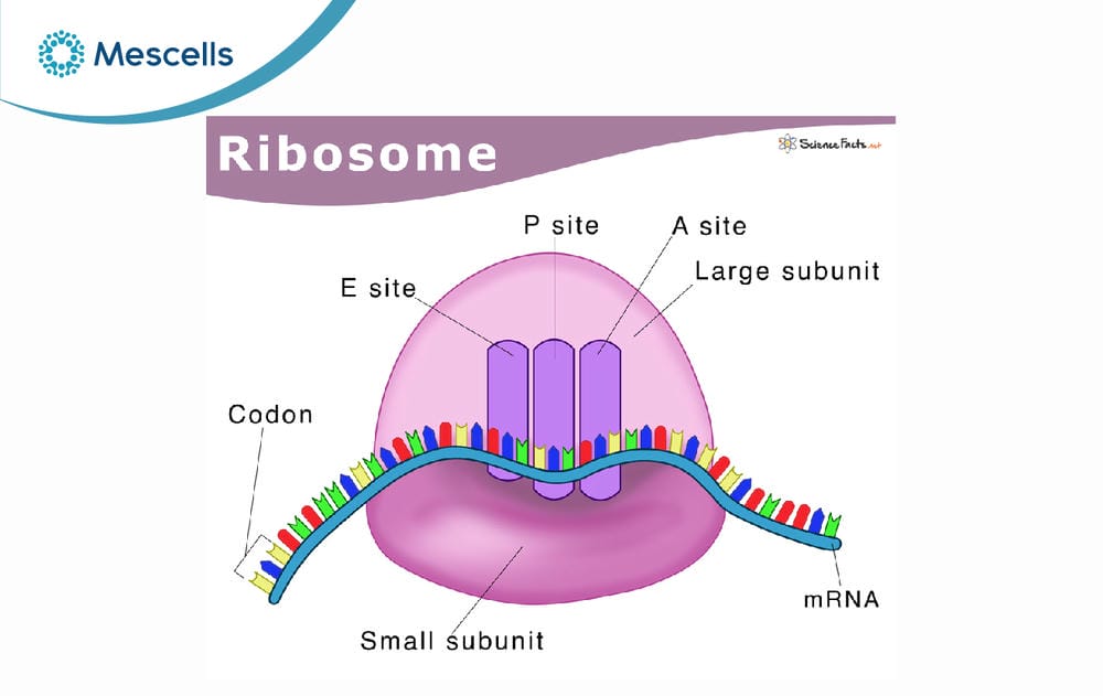 Ribosome là gì-02