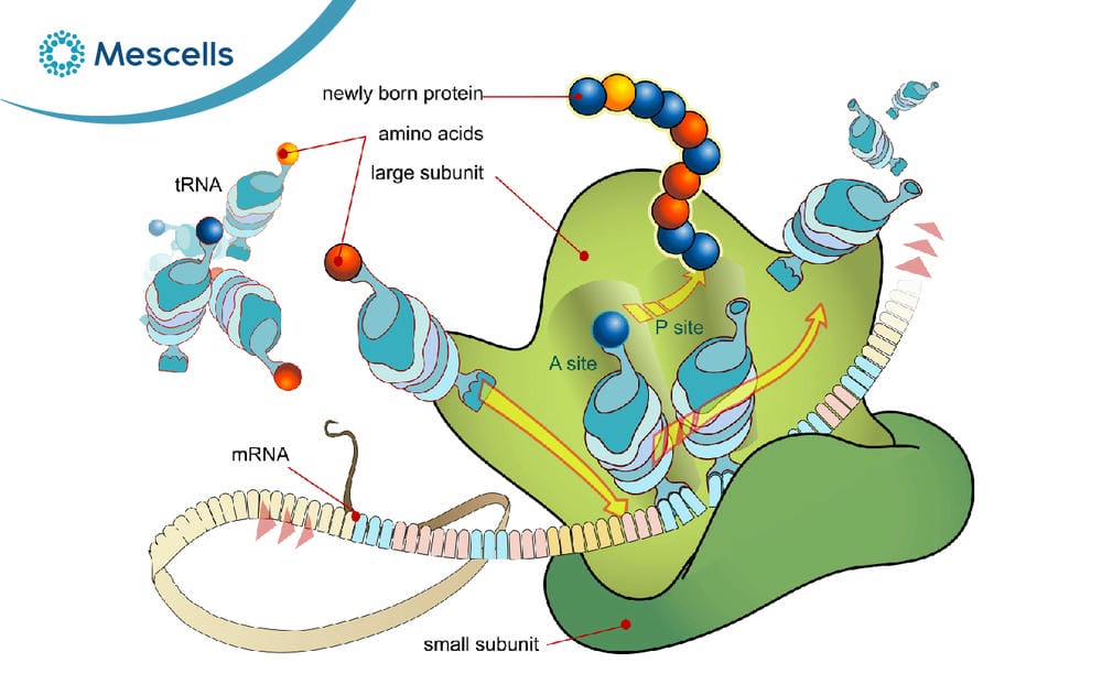 Ribosome là gì-04