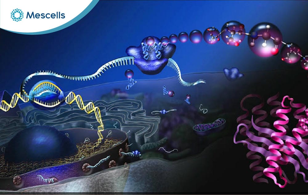 Ribosome là gì-05