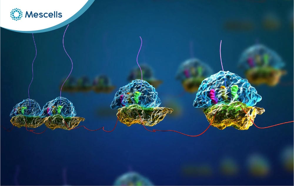 Ribosome là gì-06