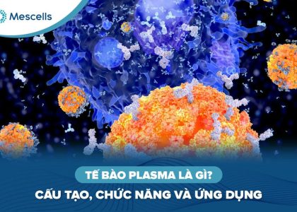 Tế bào Plasma là gì-01