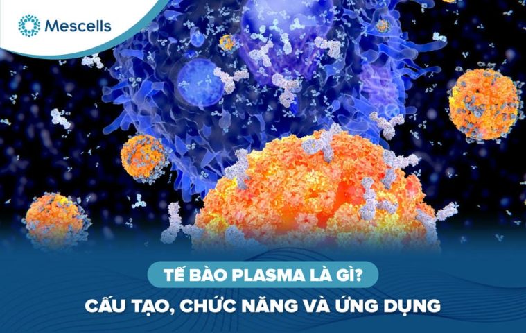 Tế bào Plasma là gì-01
