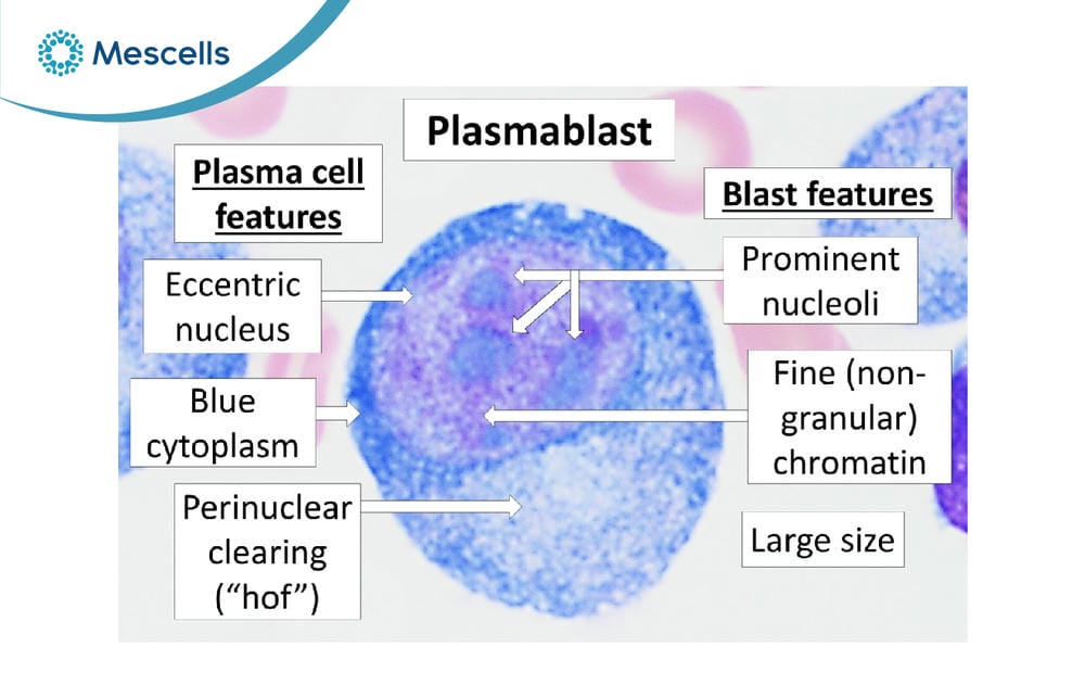 Tế bào Plasma là gì-03