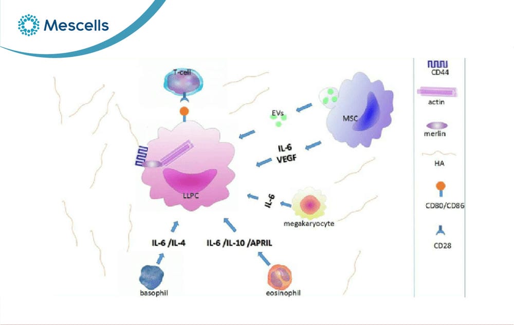 Tế bào Plasma là gì-07