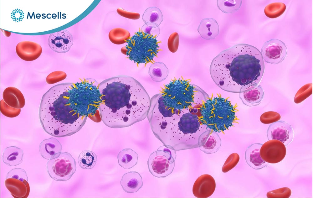 Tế bào Plasma là gì-08