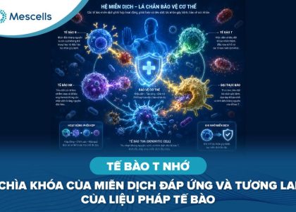 Tế bào T nhớ-01