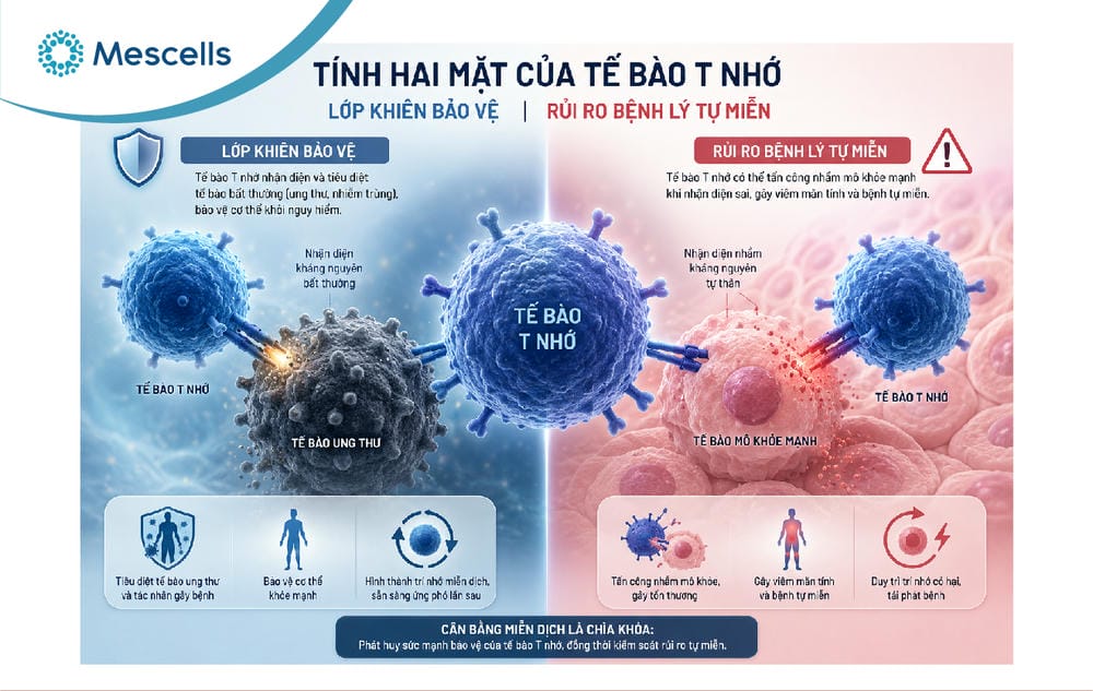 Tế bào T nhớ-05