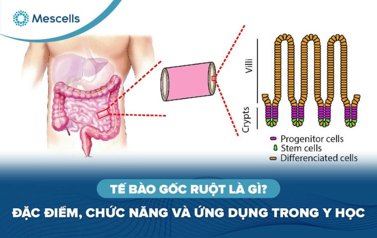 Tế bào gốc ruột là gì-01