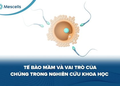 Tế bào mầm-01