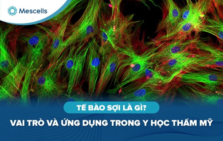 Tế bào sợi là gì-01