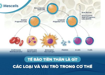 Tế bào tiền thân là gì-01