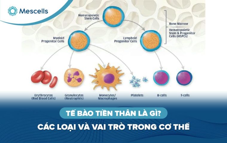 Tế bào tiền thân là gì-01