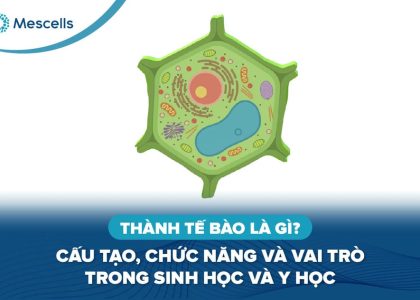 Thành tế bào là gì -01