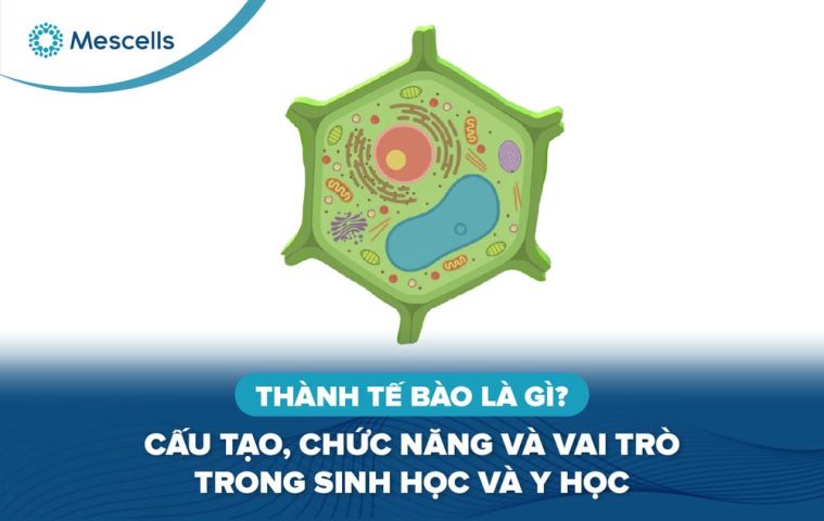 Thành tế bào là gì -01