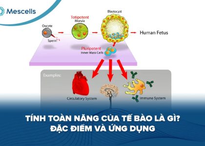 Tính toàn năng của tế bào-01