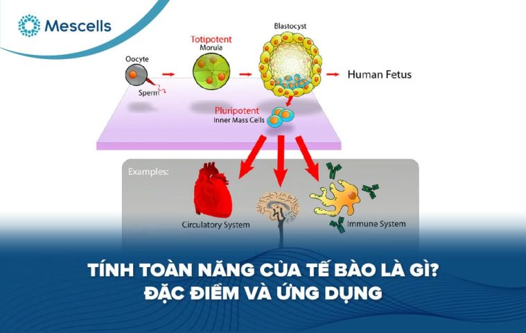 Tính toàn năng của tế bào-01