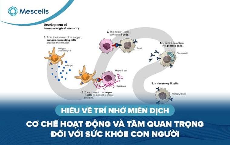 Trí nhớ miễn dịch-01