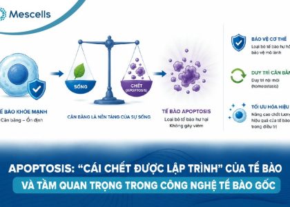 Apoptosis là gì-01