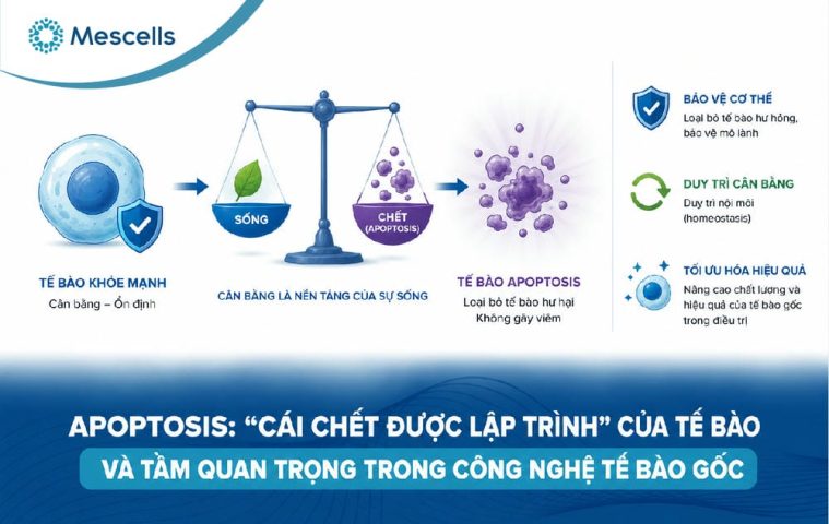 Apoptosis là gì-01