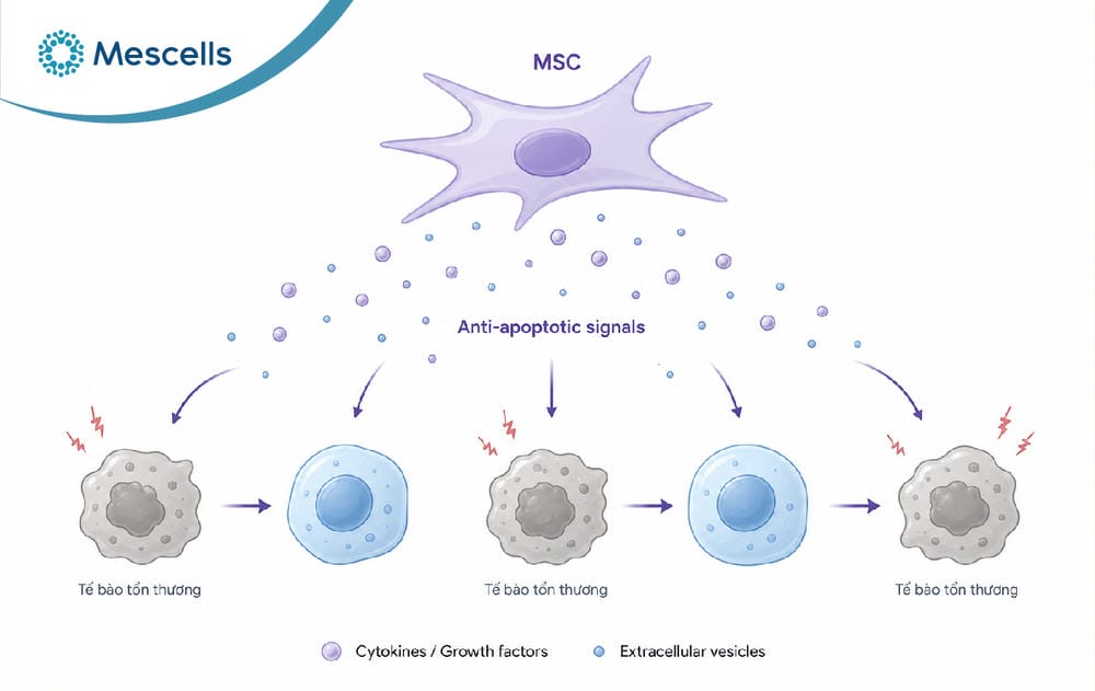 Apoptosis là gì-02