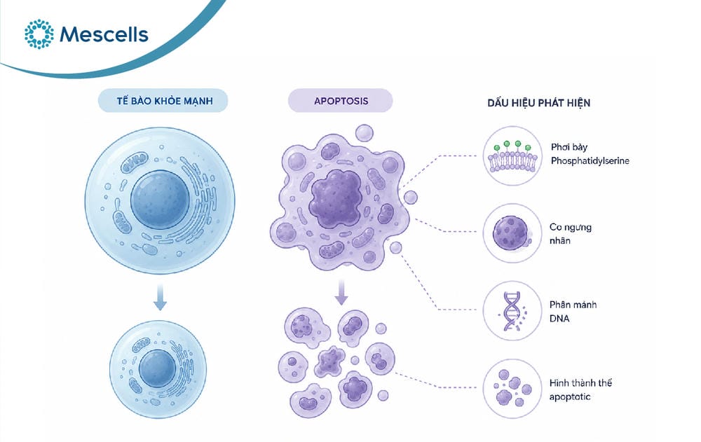 Apoptosis là gì-03