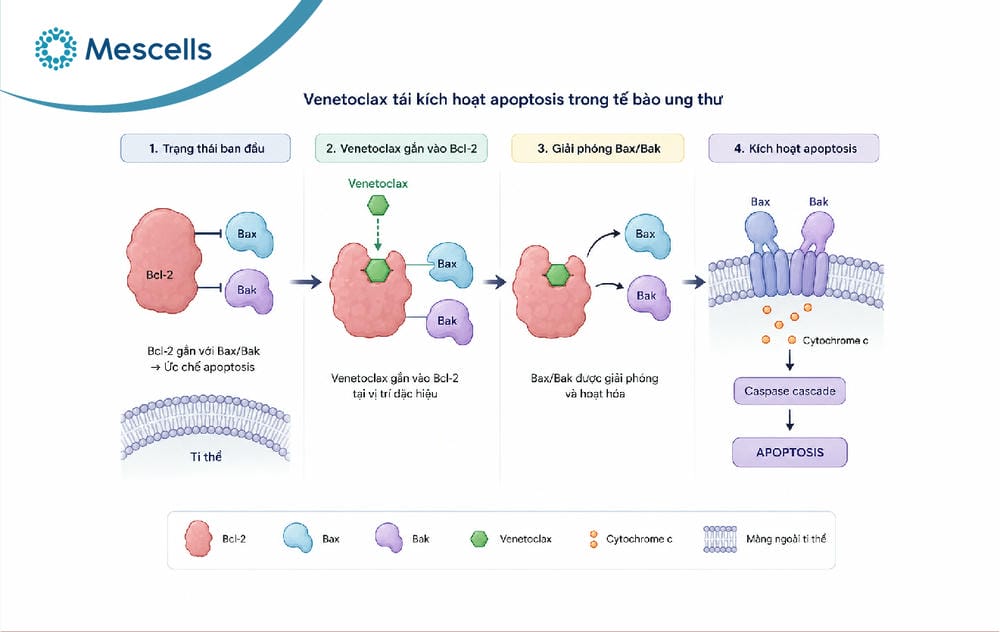 Apoptosis là gì-07