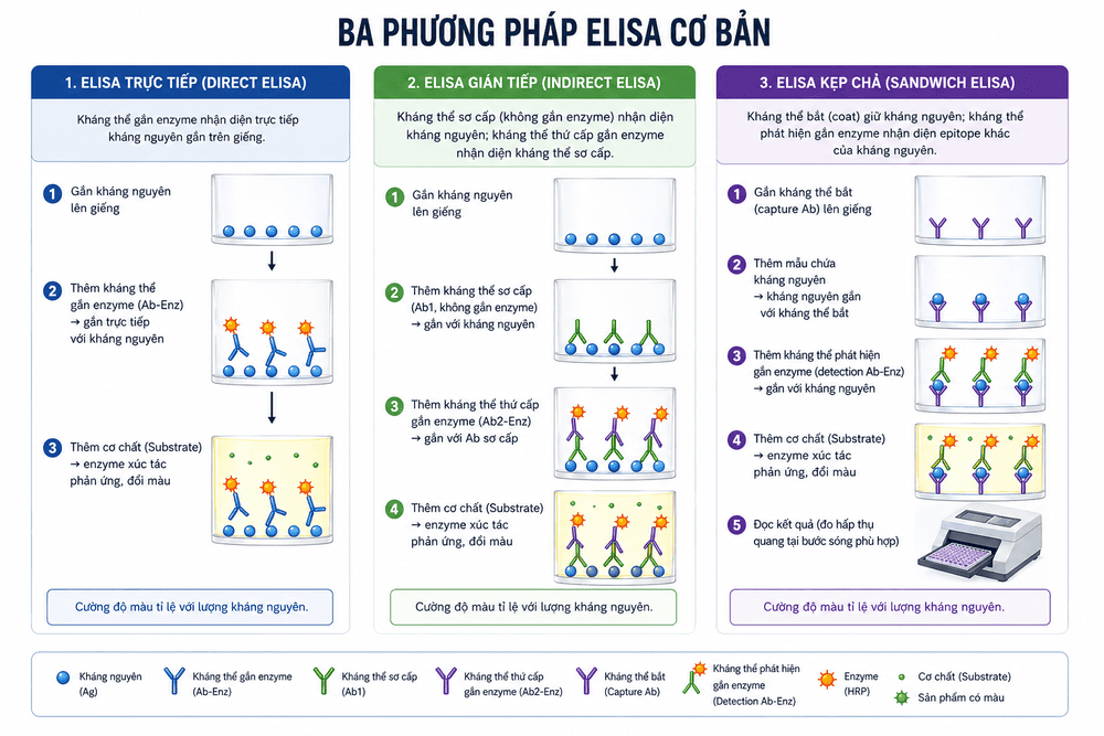 Ba phương pháp ELISA cơ bản