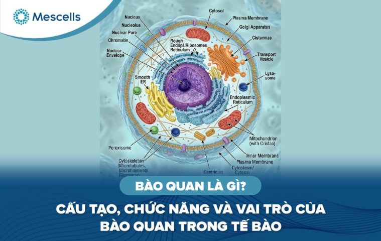 Bào quan là gì-01