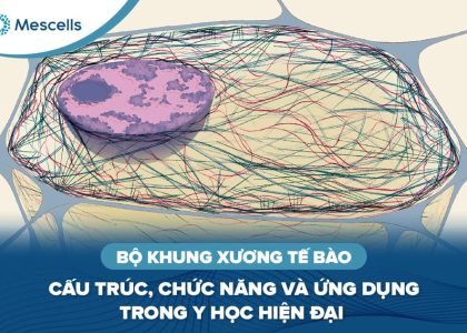 Bộ khung xương tế bào-01