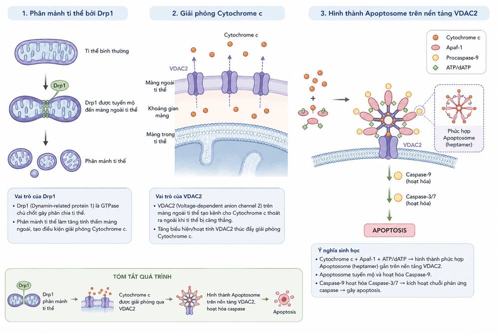 Cơ chế kích hoạt Apoptosome và Caspase trong apoptosis