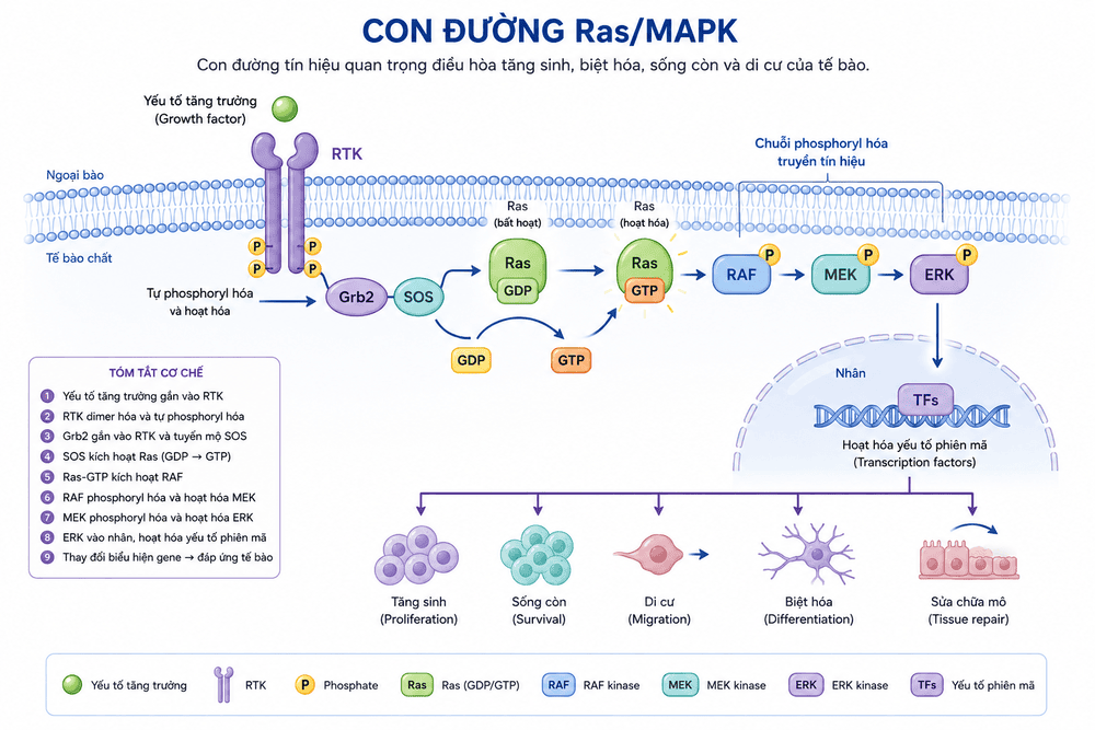 Con đường ras-mapk