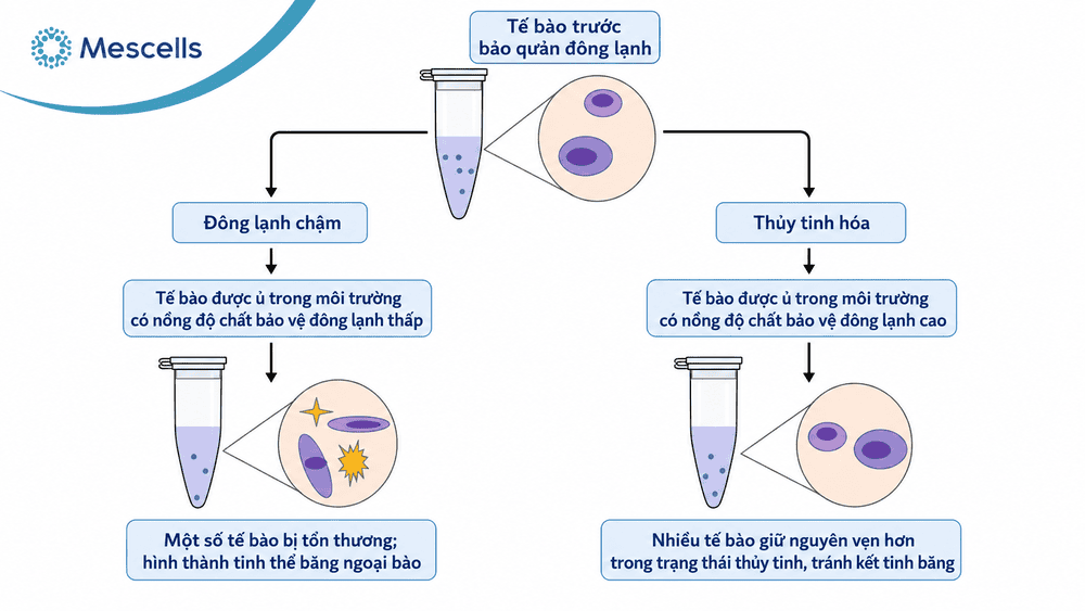 Công nghệ bảo quản đông lạnh tế bào gốc-04
