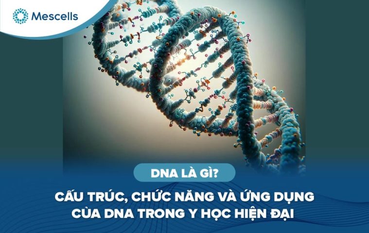 DNA là gì-01