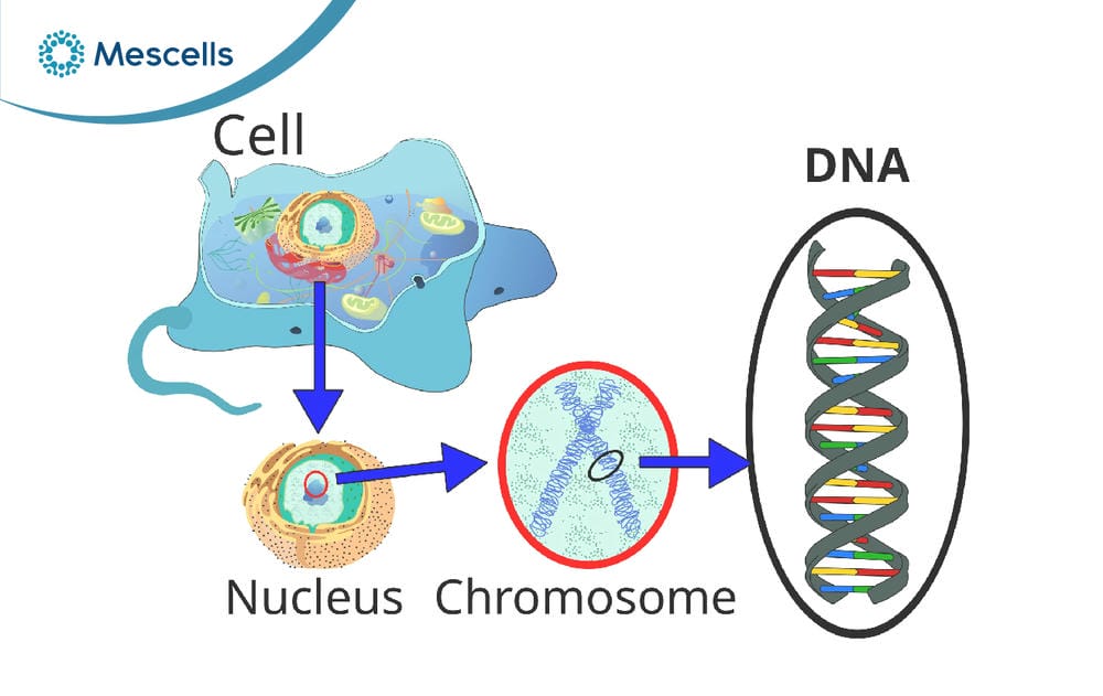 DNA là gì-02