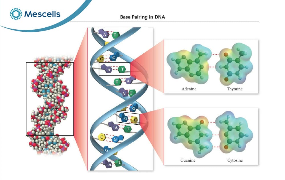 DNA là gì-03