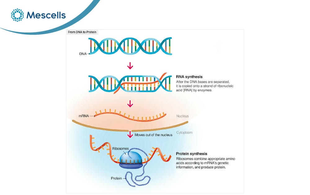 DNA là gì-04