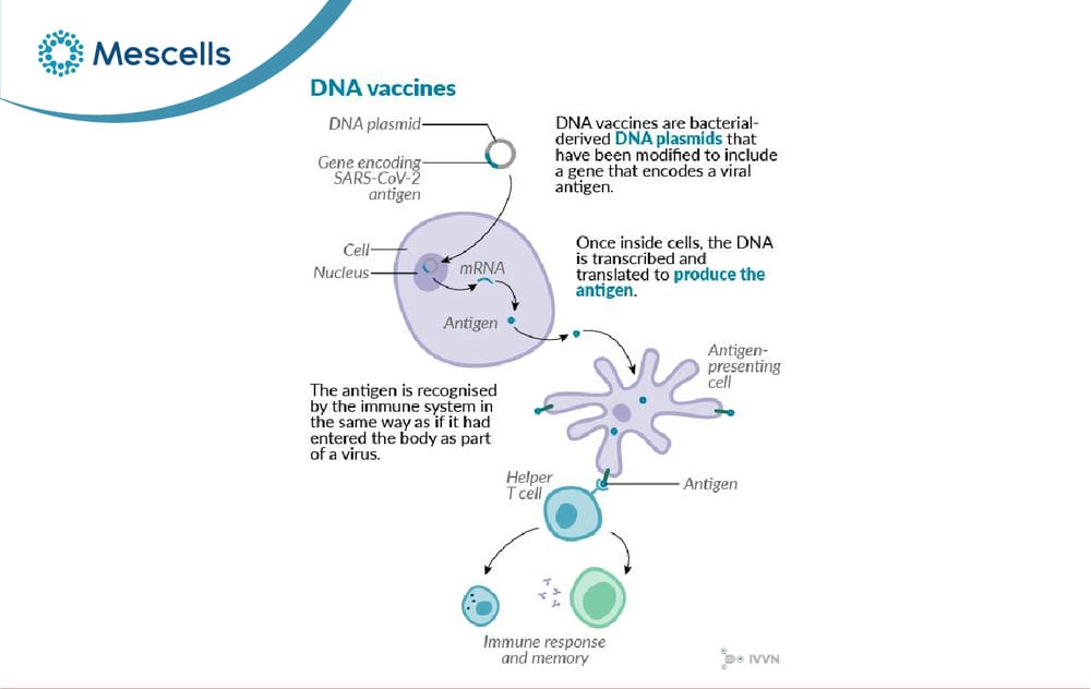 DNA là gì-06