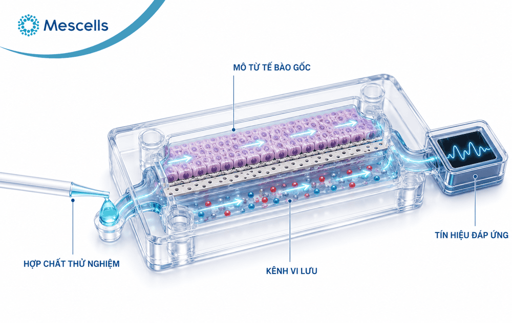 Đạo đức trong nghiên cứu tế bào gốc 6