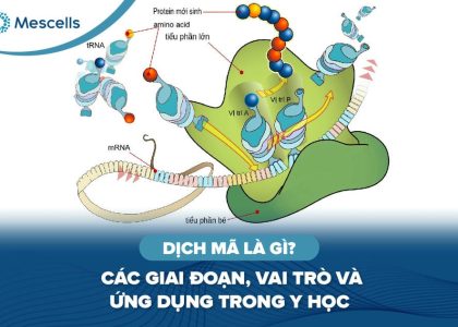 Dịch mã là gì-01