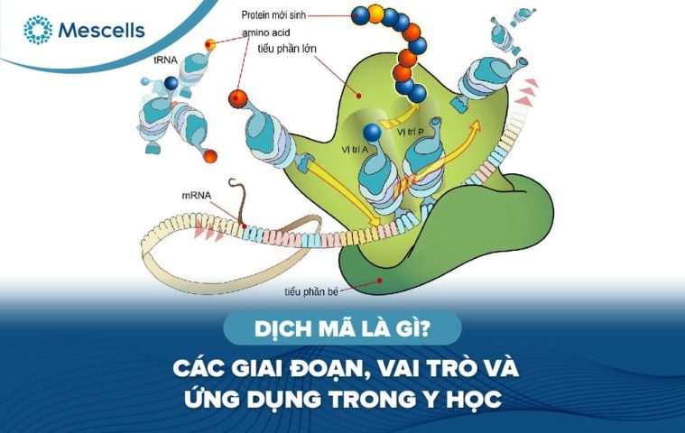 Dịch mã là gì-01