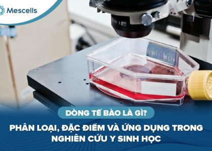 Dòng tế bào là gì-01