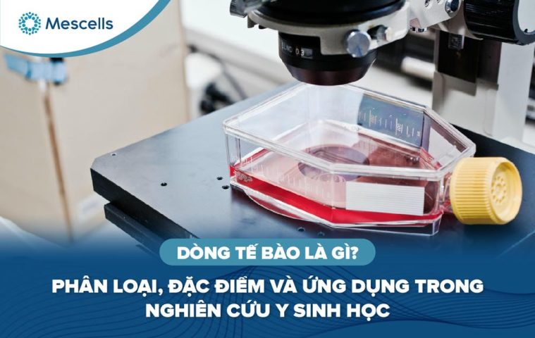 Dòng tế bào là gì-01