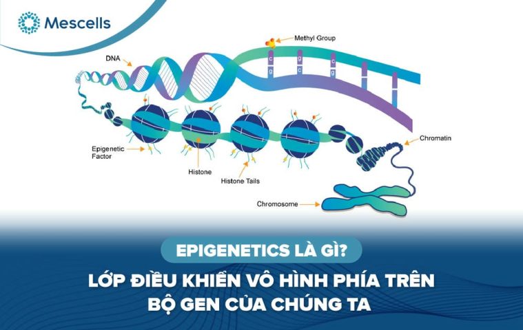Epigenetics là gì-01