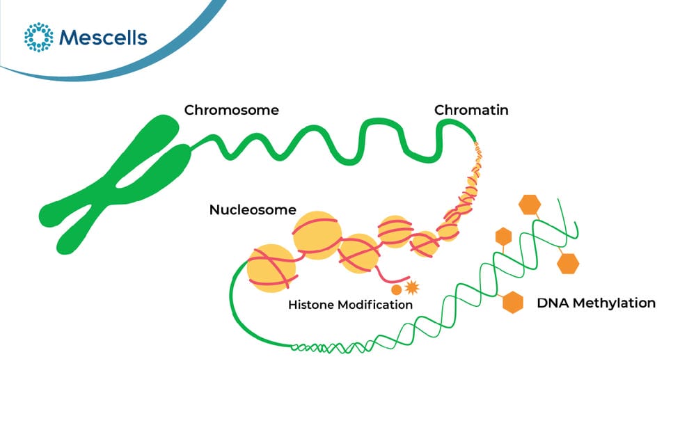 Epigenetics là gì-02