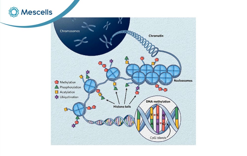 Epigenetics là gì-03